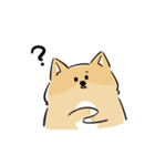 日常で使える柴犬スタンプ①（個別スタンプ：16）