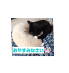 ミュウルナの動くスタンプ（個別スタンプ：5）