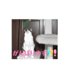 ミュウルナの動くスタンプ（個別スタンプ：11）