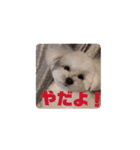 笑顔だいふくスタンプ（個別スタンプ：4）
