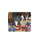 ドタバタな日々（個別スタンプ：1）