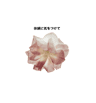 Flower＆AORI（個別スタンプ：12）
