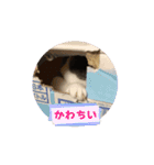 動くこま（個別スタンプ：1）