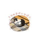 動くこま（個別スタンプ：2）