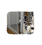 動くこま（個別スタンプ：5）