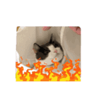動くこま（個別スタンプ：12）