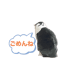 ねこさん バージョン①（個別スタンプ：2）