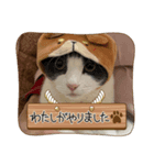 ねこさん バージョン①（個別スタンプ：3）