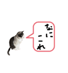 ねこさん バージョン①（個別スタンプ：4）