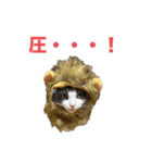 ねこさん バージョン①（個別スタンプ：6）