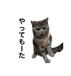ねこのがおちゃん2（個別スタンプ：12）