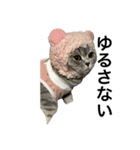 ねこのがおちゃん2（個別スタンプ：15）