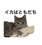 ねこのがおちゃん2（個別スタンプ：28）