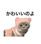 ねこのがおちゃん2（個別スタンプ：33）