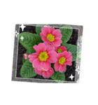 My Flower 2（個別スタンプ：2）