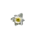 My Flower 2（個別スタンプ：4）