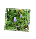 My Flower 2（個別スタンプ：6）