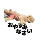 実写！てんとつう（おまけのぎん）（個別スタンプ：4）