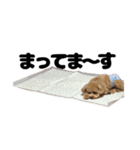 実写！てんとつう（おまけのぎん）（個別スタンプ：10）