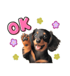 かわいいダックスの犬スタンプ（個別スタンプ：6）