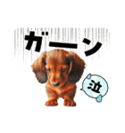 かわいいダックスの犬スタンプ（個別スタンプ：9）