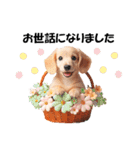 かわいいダックスの犬スタンプ（個別スタンプ：13）