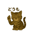 ワイルド猫×日常ボソッと一言（個別スタンプ：15）