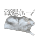 ジャンガリアンハムスター実写スタンプ9（個別スタンプ：5）