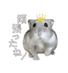 ジャンガリアンハムスター実写スタンプ9（個別スタンプ：7）