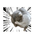 ジャンガリアンハムスター実写スタンプ9（個別スタンプ：11）