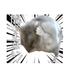 ジャンガリアンハムスター実写スタンプ9（個別スタンプ：12）