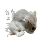 ジャンガリアンハムスター実写スタンプ9（個別スタンプ：18）