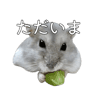 ジャンガリアンハムスター実写スタンプ9（個別スタンプ：20）