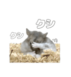 ジャンガリアンハムスター実写スタンプ9（個別スタンプ：21）
