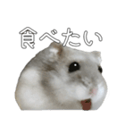 ジャンガリアンハムスター実写スタンプ9（個別スタンプ：25）