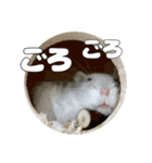 ジャンガリアンハムスター実写スタンプ9（個別スタンプ：26）