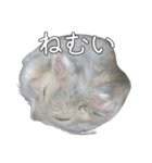 ジャンガリアンハムスター実写スタンプ9（個別スタンプ：27）