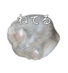 ジャンガリアンハムスター実写スタンプ9（個別スタンプ：28）