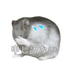 ジャンガリアンハムスター実写スタンプ9（個別スタンプ：33）
