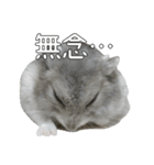 ジャンガリアンハムスター実写スタンプ9（個別スタンプ：34）