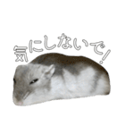 ジャンガリアンハムスター実写スタンプ9（個別スタンプ：35）