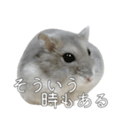 ジャンガリアンハムスター実写スタンプ9（個別スタンプ：36）