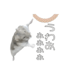 ジャンガリアンハムスター実写スタンプ9（個別スタンプ：38）