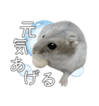 ジャンガリアンハムスター実写スタンプ9（個別スタンプ：40）