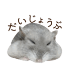 ジャンガリアンハムスター実写スタンプ10（個別スタンプ：1）