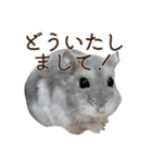 ジャンガリアンハムスター実写スタンプ10（個別スタンプ：3）