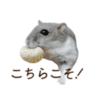 ジャンガリアンハムスター実写スタンプ10（個別スタンプ：4）