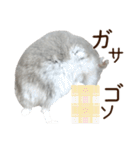 ジャンガリアンハムスター実写スタンプ10（個別スタンプ：5）