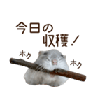 ジャンガリアンハムスター実写スタンプ10（個別スタンプ：6）