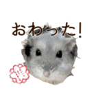 ジャンガリアンハムスター実写スタンプ10（個別スタンプ：7）